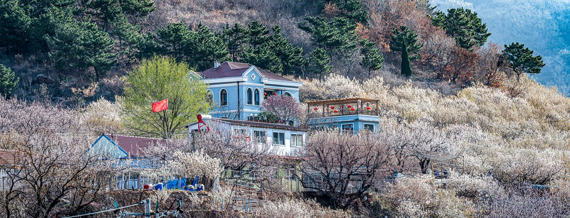 被樱花  杏花拥抱的小山村  超然村