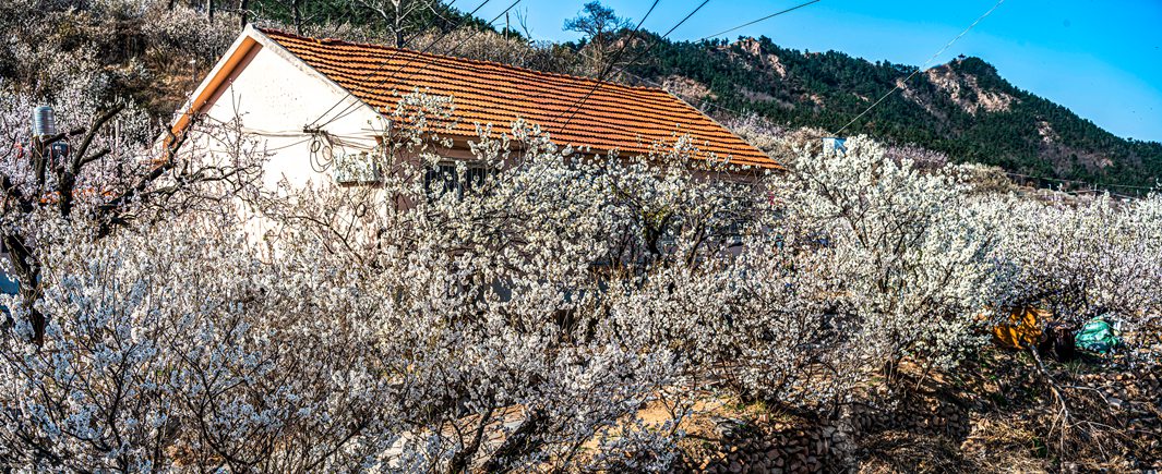 被樱花  杏花拥抱的小山村  超然村