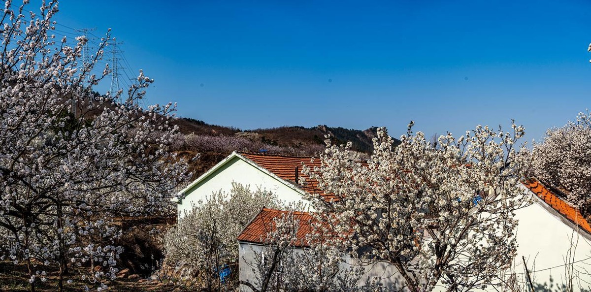 被樱花  杏花拥抱的小山村  超然村
