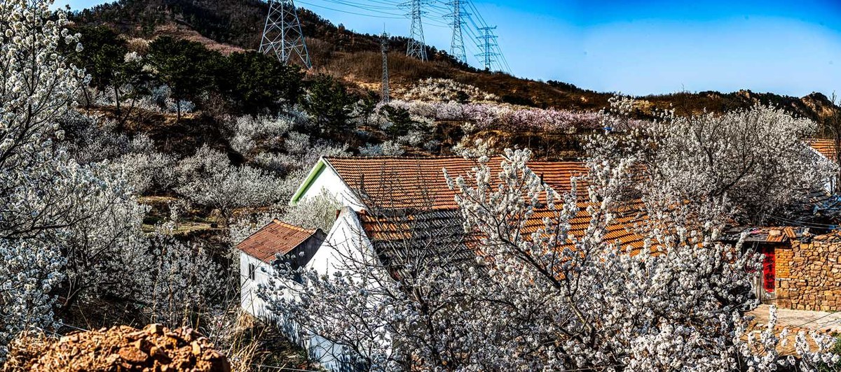 被樱花  杏花拥抱的小山村  超然村