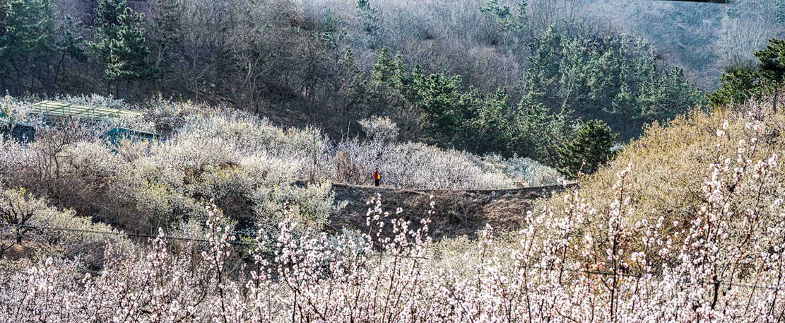 被樱花  杏花拥抱的小山村  超然村