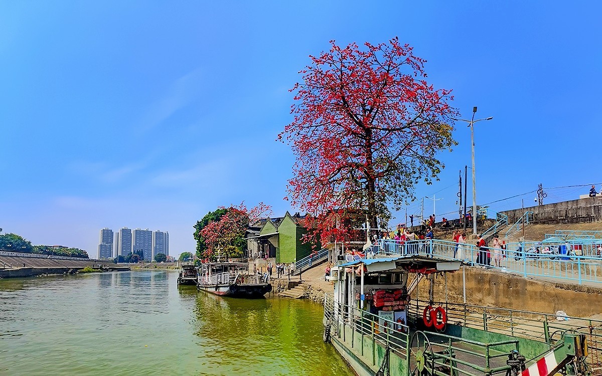 勒北码头的红棉