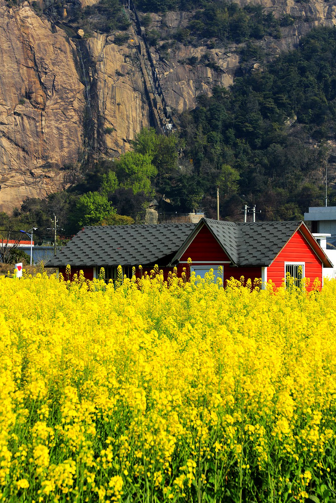 龙湾东篱下油菜花(4)