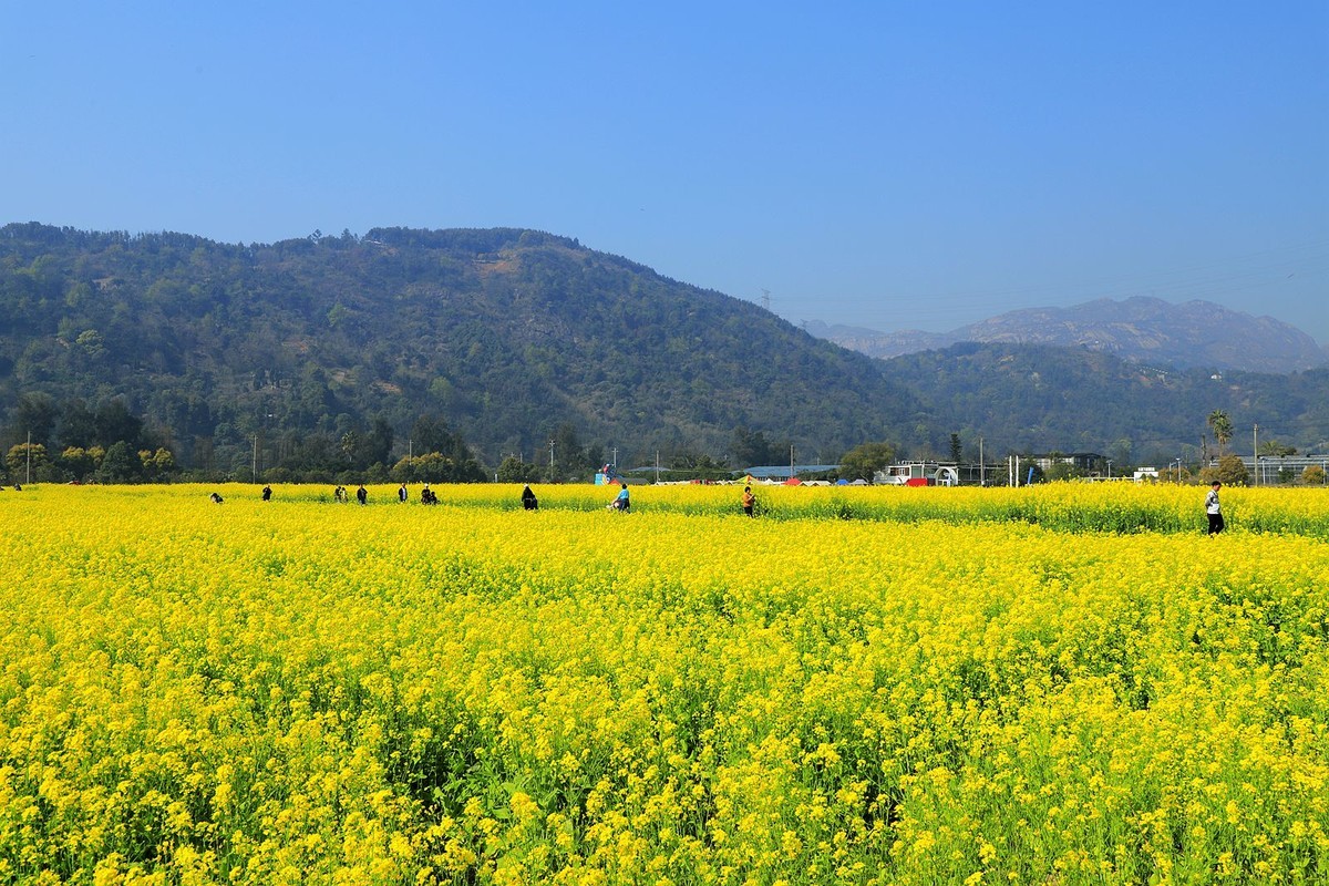 龙湾东篱下油菜花(4)