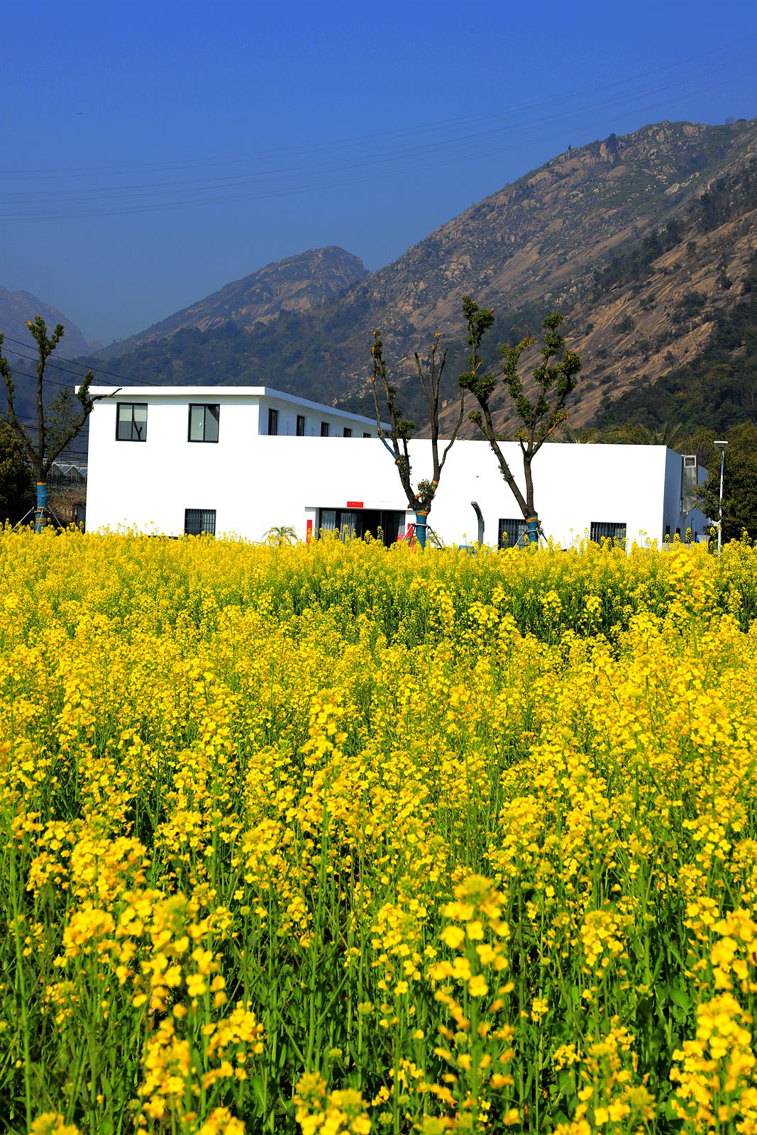 龙湾东篱下油菜花(4)