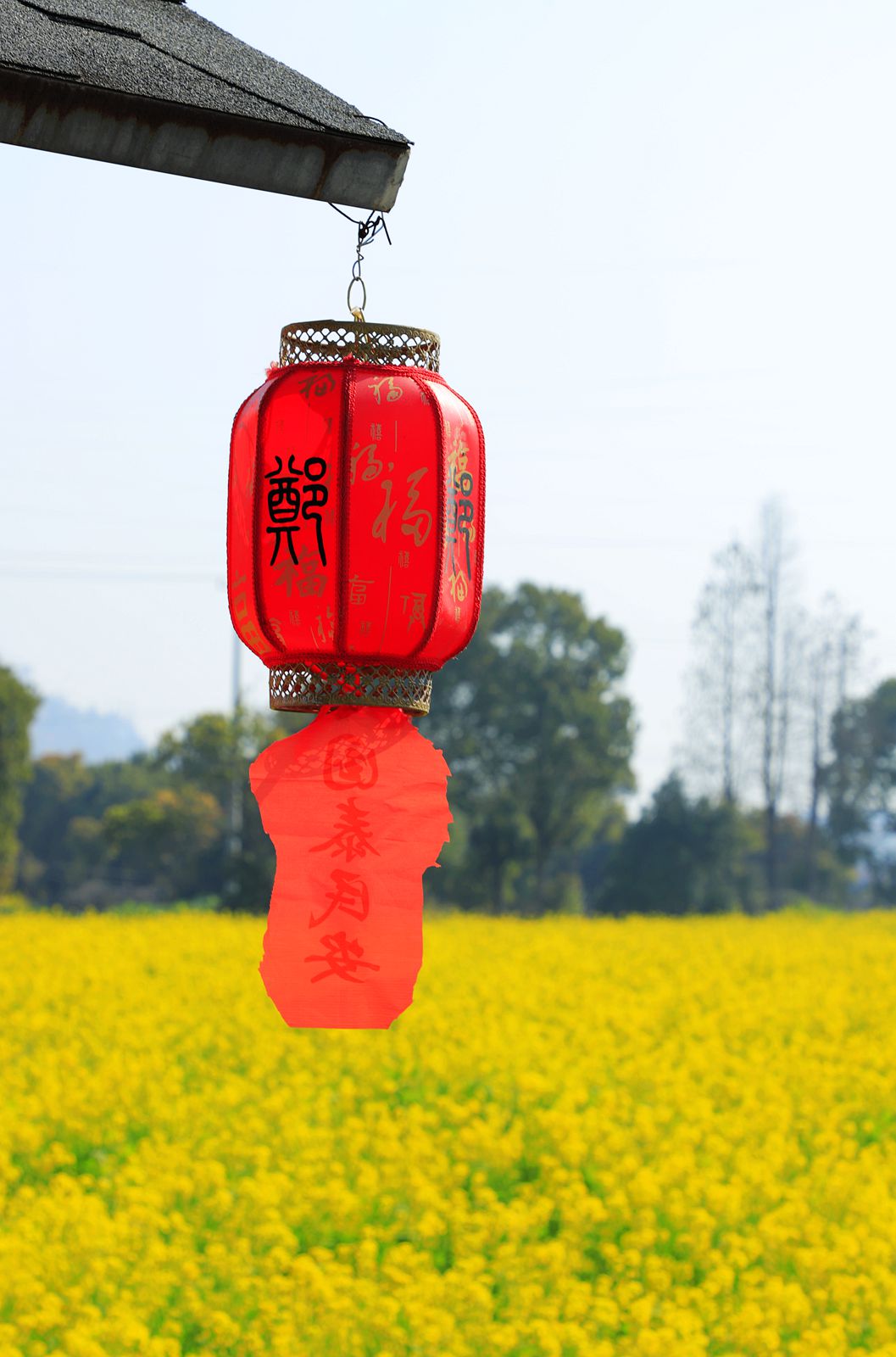 龙湾东篱下油菜花(4)