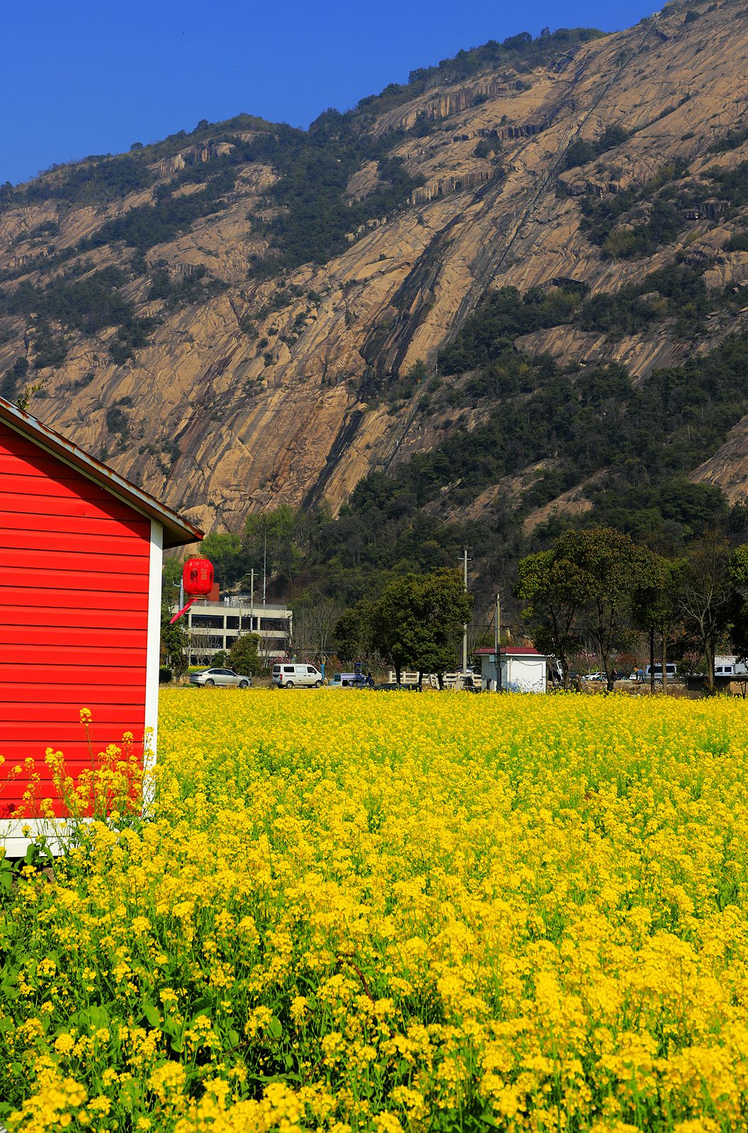 龙湾东篱下油菜花(4)