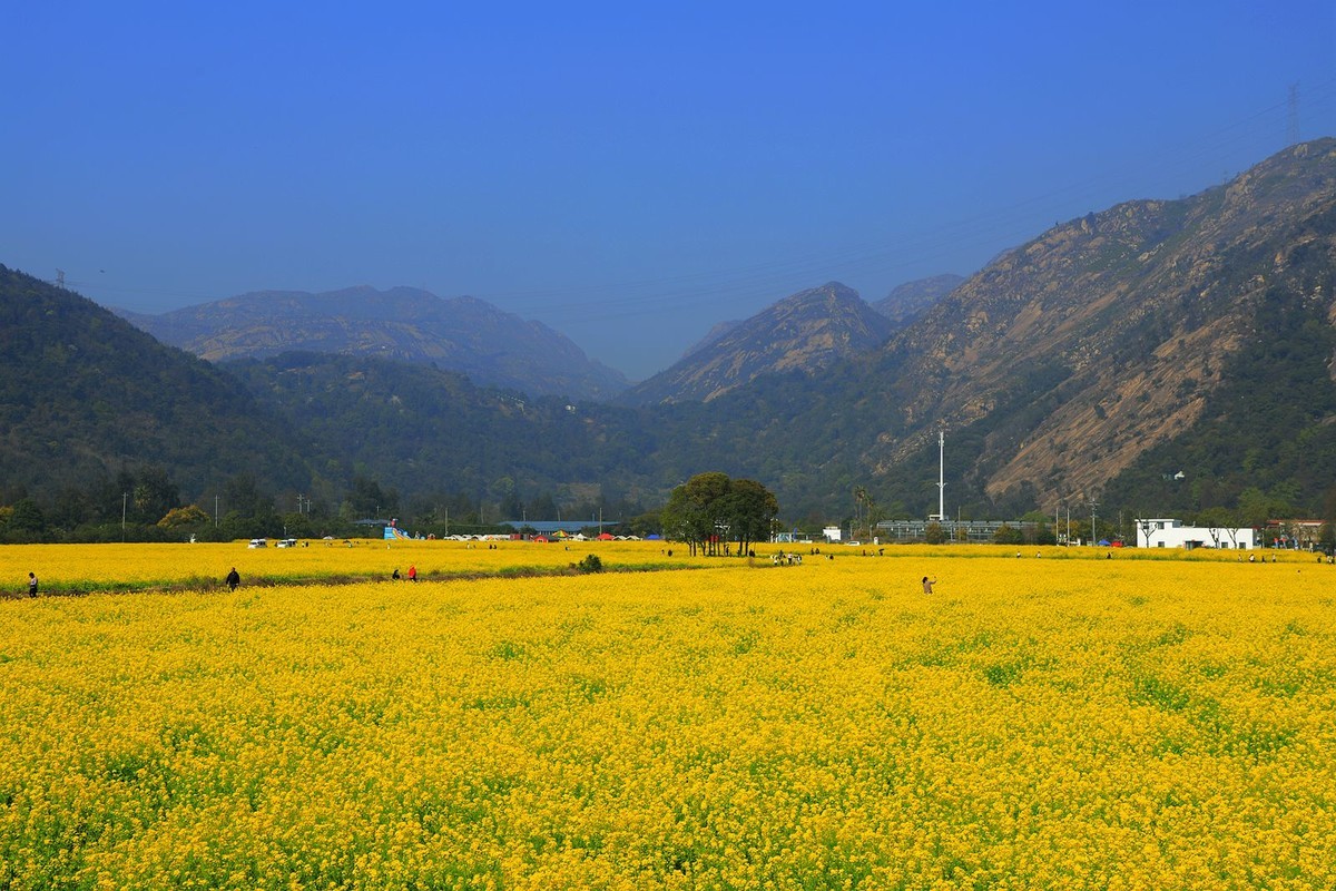 龙湾东篱下油菜花(4)