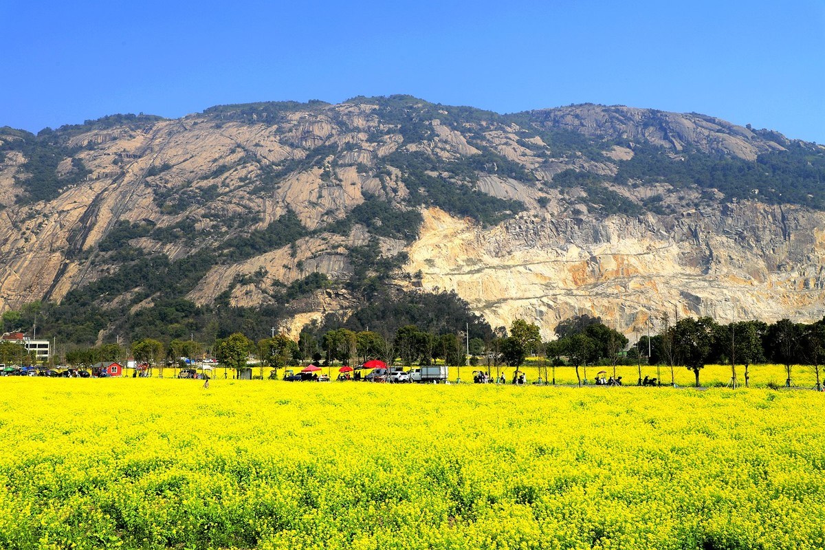 龙湾东篱下油菜花(4)