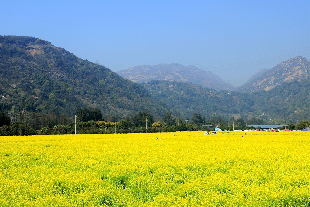 龙湾东篱下油菜花(4)
