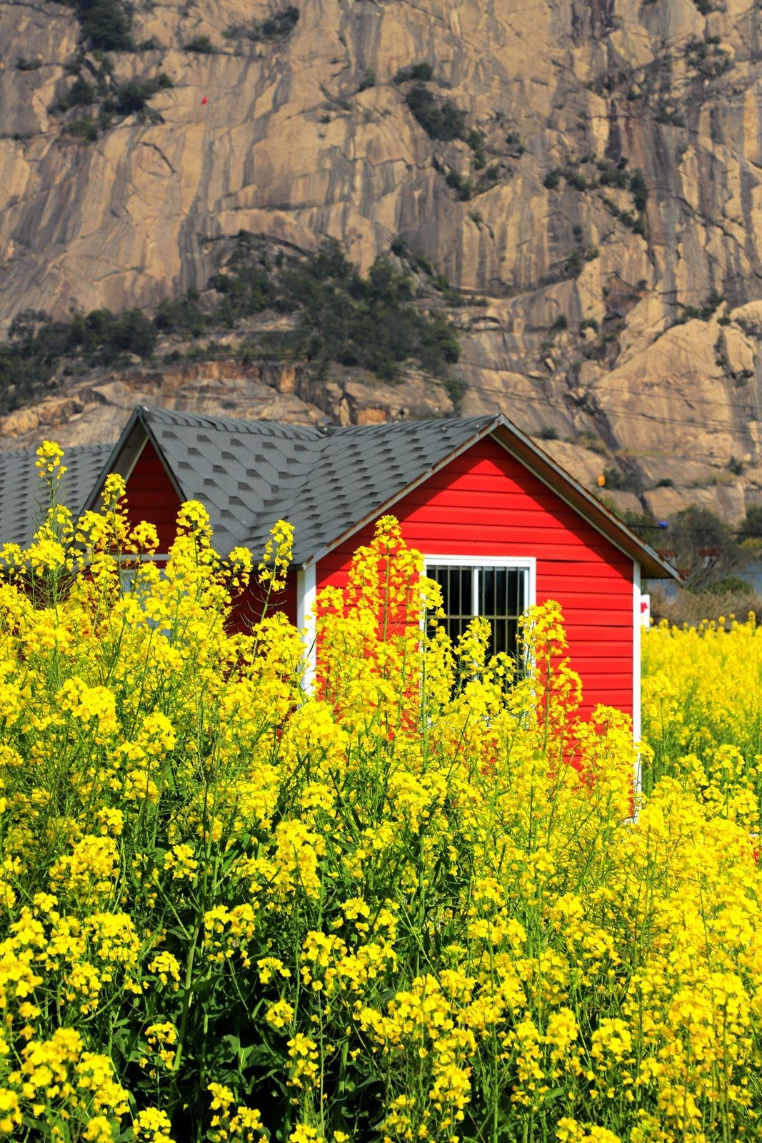 龙湾东篱下油菜花(4)