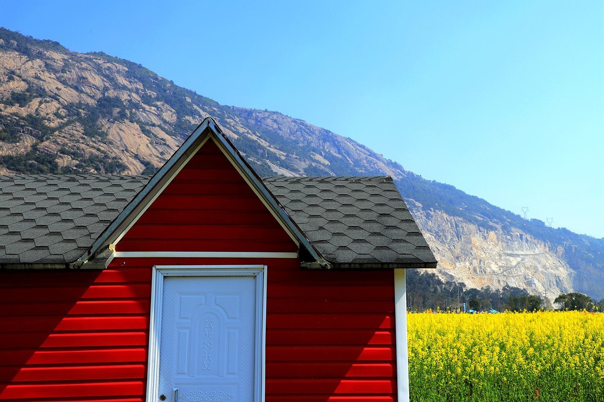 龙湾东篱下油菜花(4)