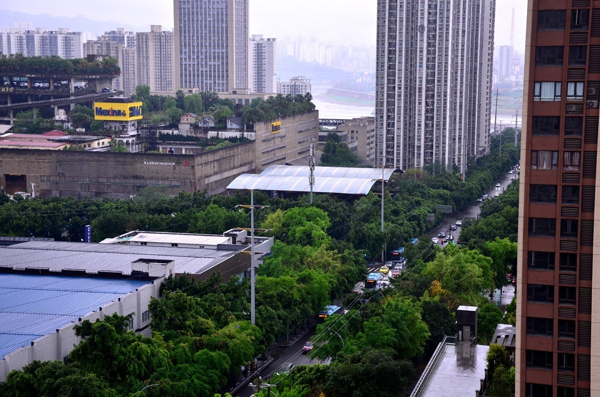 翠绿的黄桷树叶