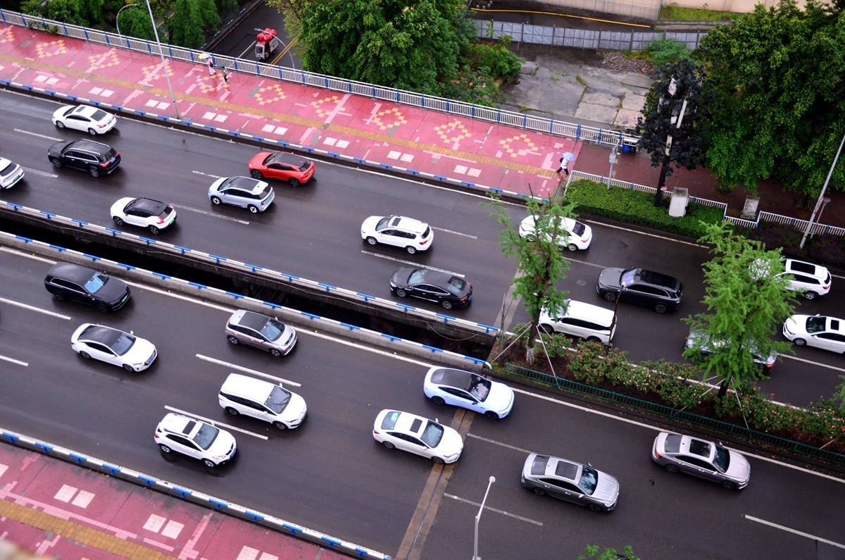 翠绿的黄桷树叶