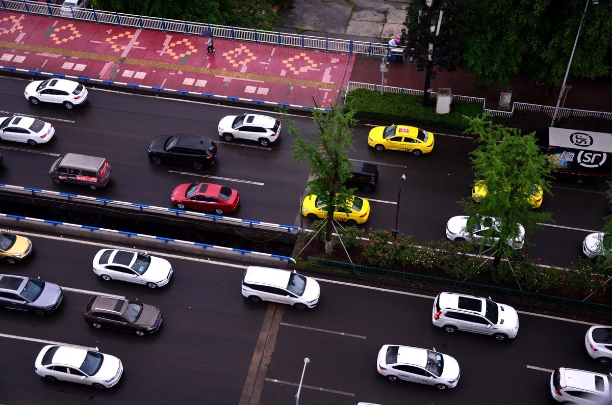 翠绿的黄桷树叶