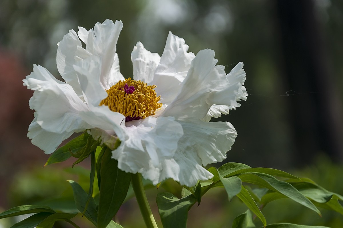 花开富贵-泉城公园8