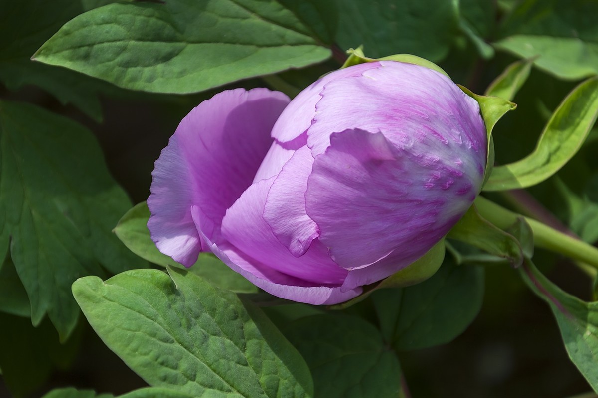 花开富贵-泉城公园8