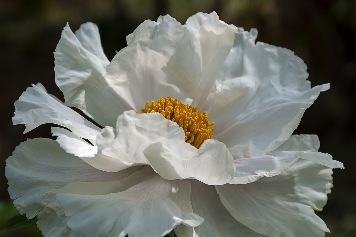 花开富贵-泉城公园8