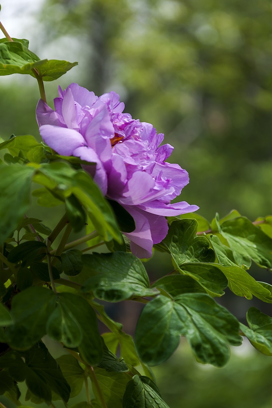 花开富贵-泉城公园8