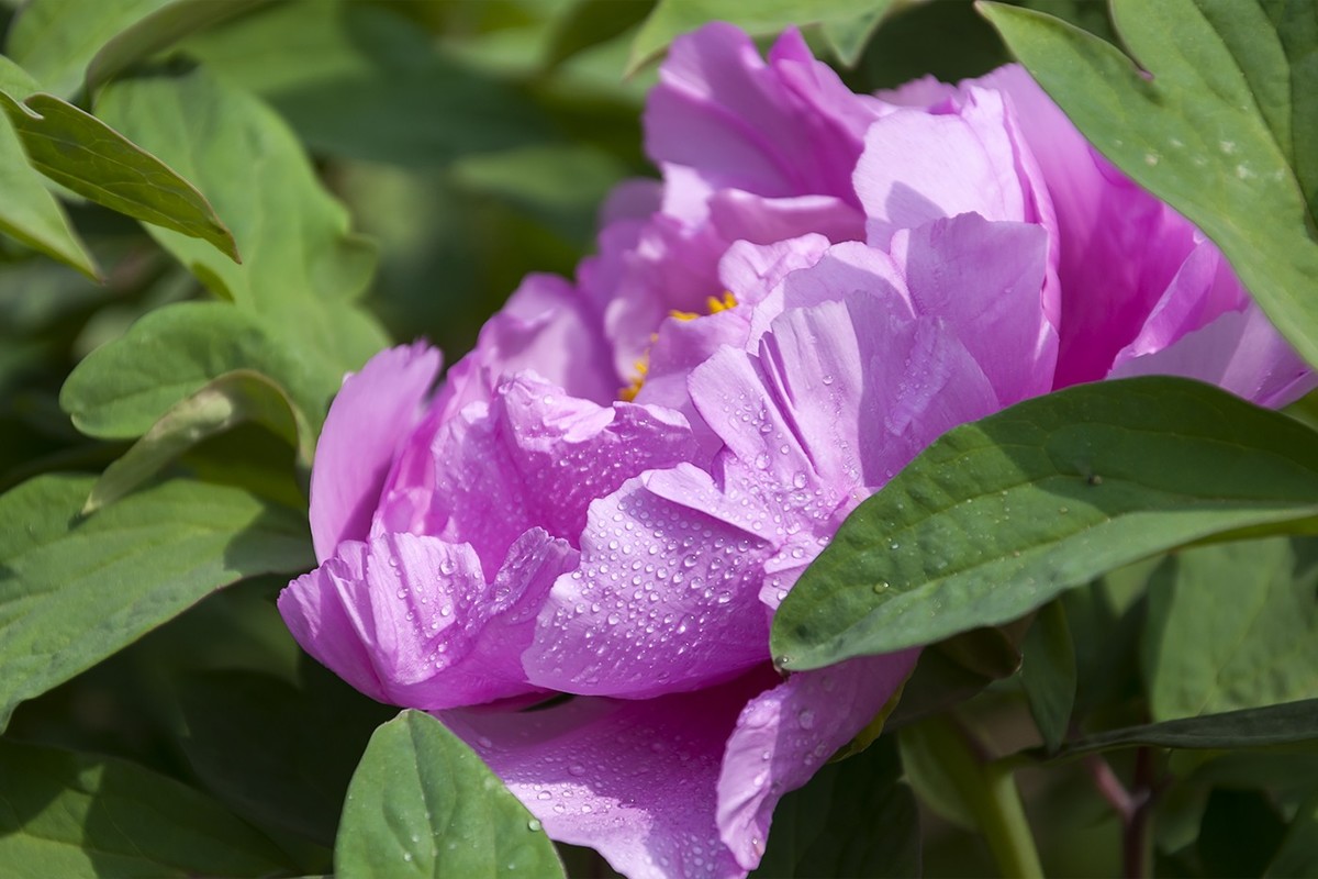 花开富贵-泉城公园8