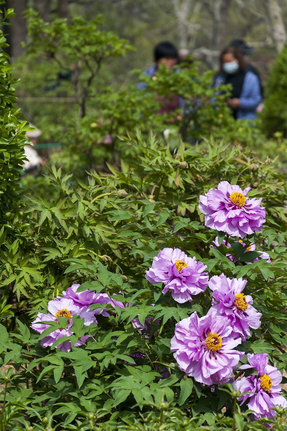花开富贵-泉城公园8