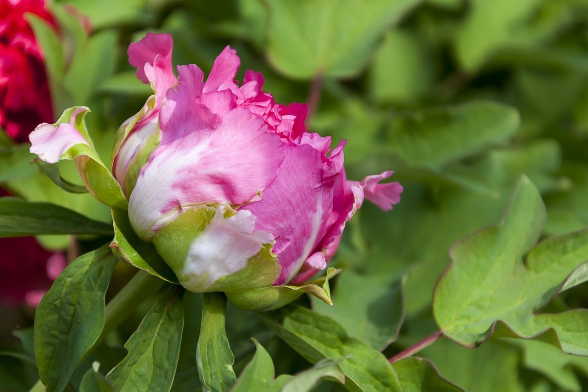 花开富贵-泉城公园8