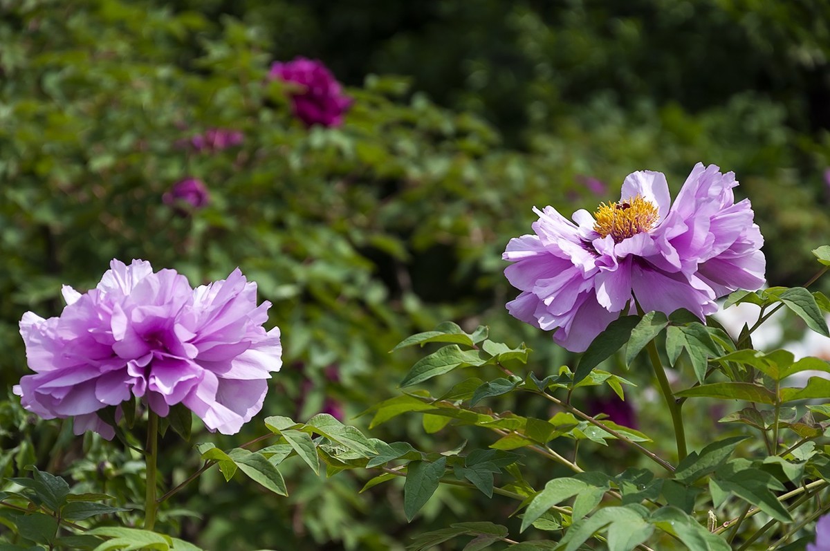 花开富贵-泉城公园8