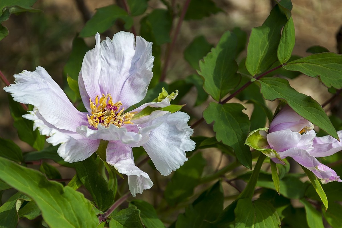 花开富贵-泉城公园8