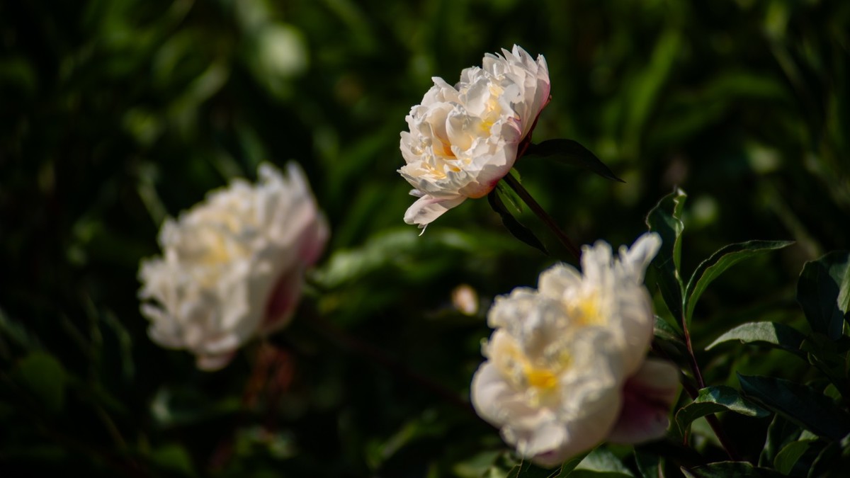 房 前 屋 后 的 花 （ 二 ）