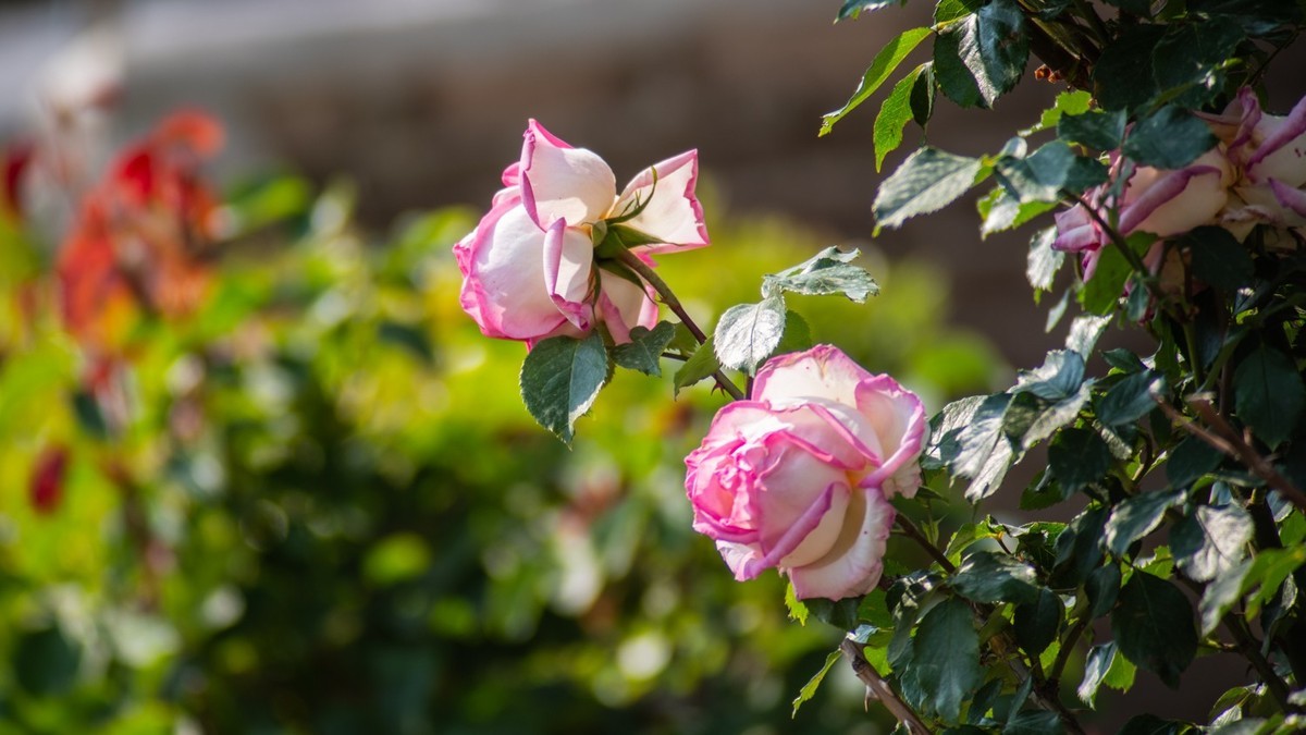 房 前 屋 后 的 花 （ 二 ）