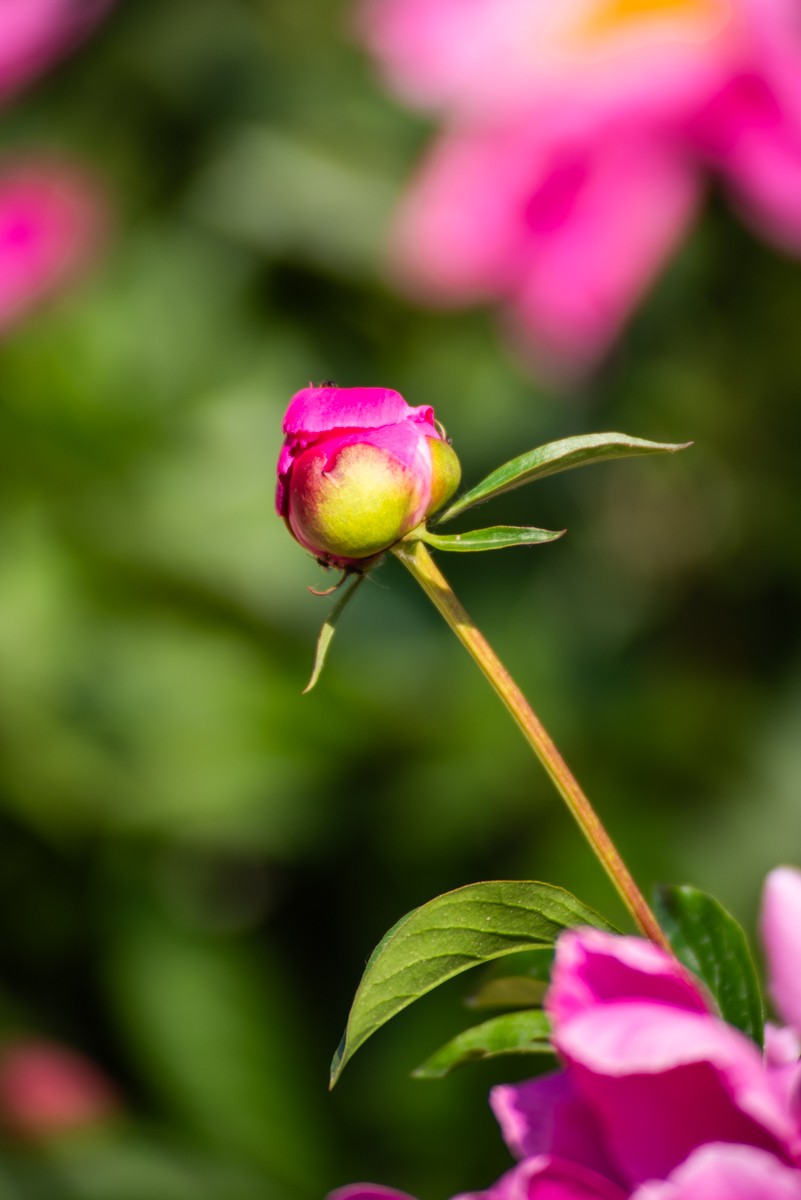 房 前 屋 后 的 花 （ 二 ）