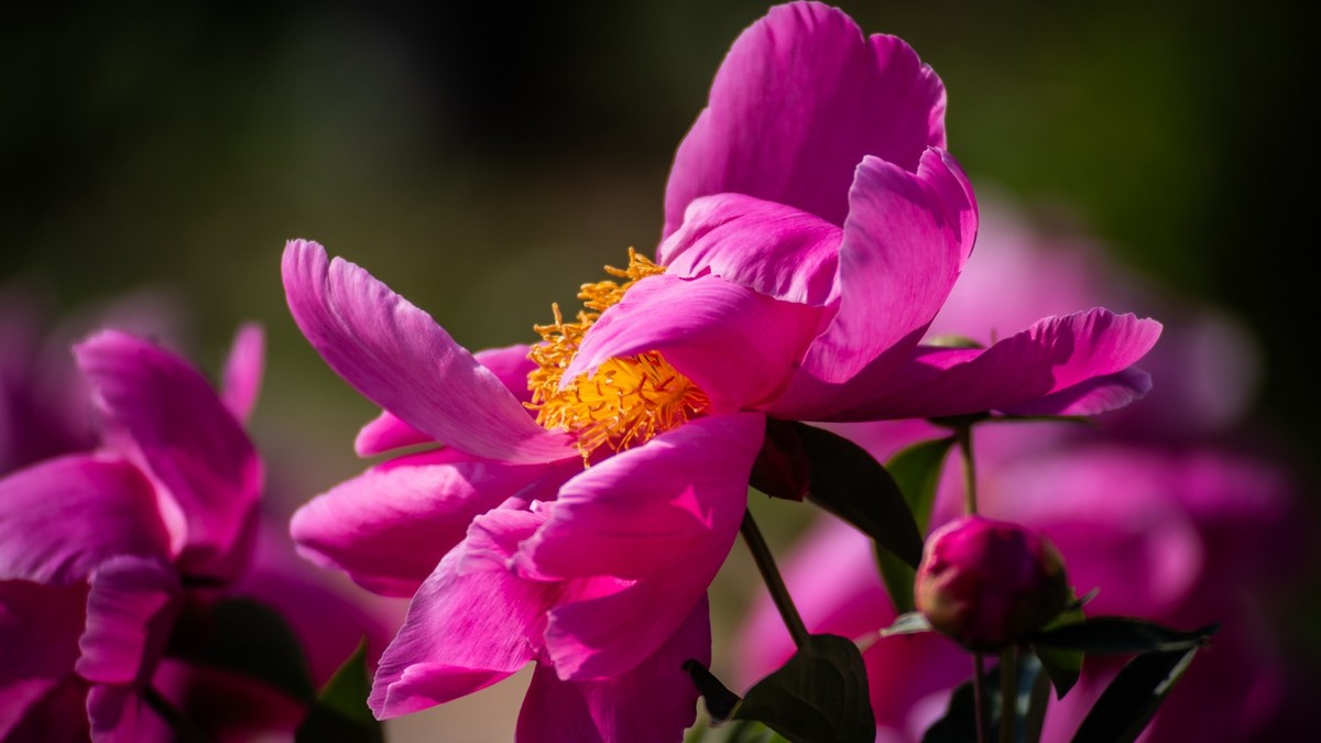 房 前 屋 后 的 花 （ 二 ）