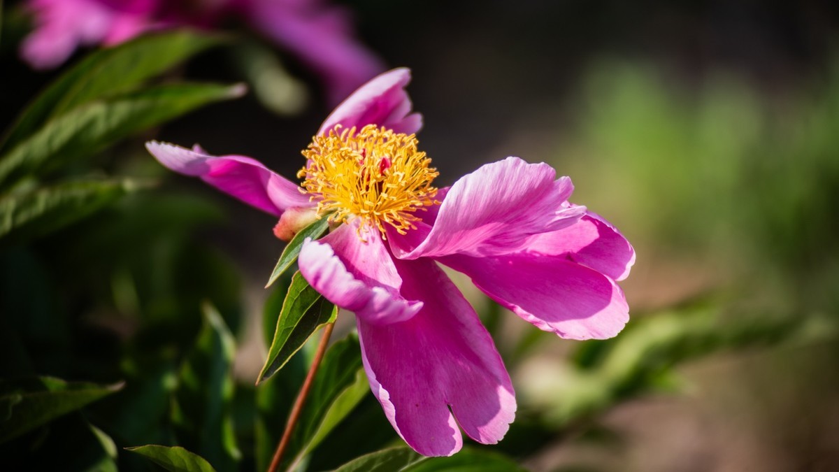 房 前 屋 后 的 花 （ 二 ）