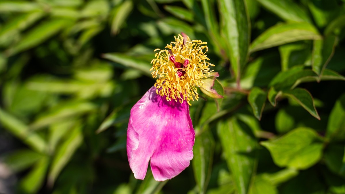 房 前 屋 后 的 花 （ 二 ）