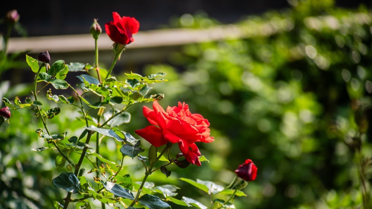 房 前 屋 后 的 花 （ 二 ）