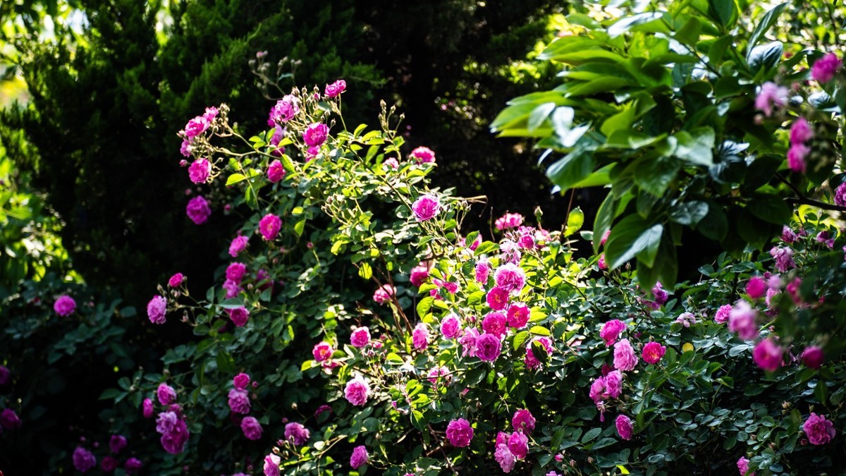 房 前 屋 后 的 花 （ 二 ）