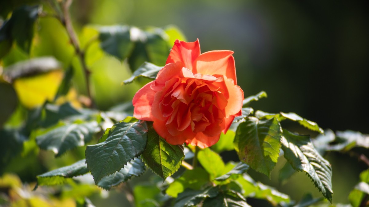 房 前 屋 后 的 花 （ 二 ）