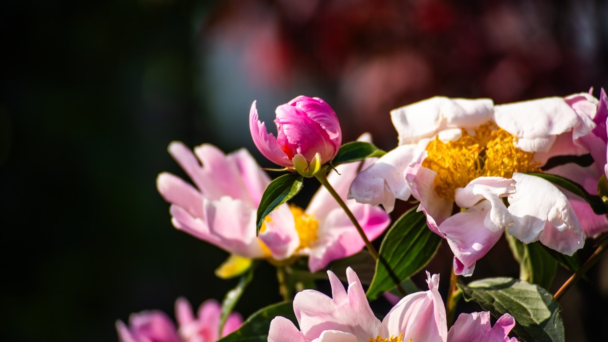 房 前 屋 后 的 花 （ 二 ）