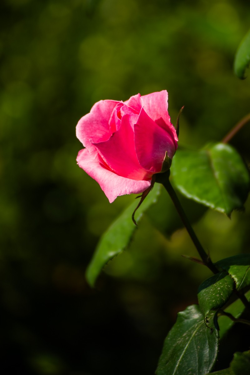 房 前 屋 后 的 花 （ 二 ）