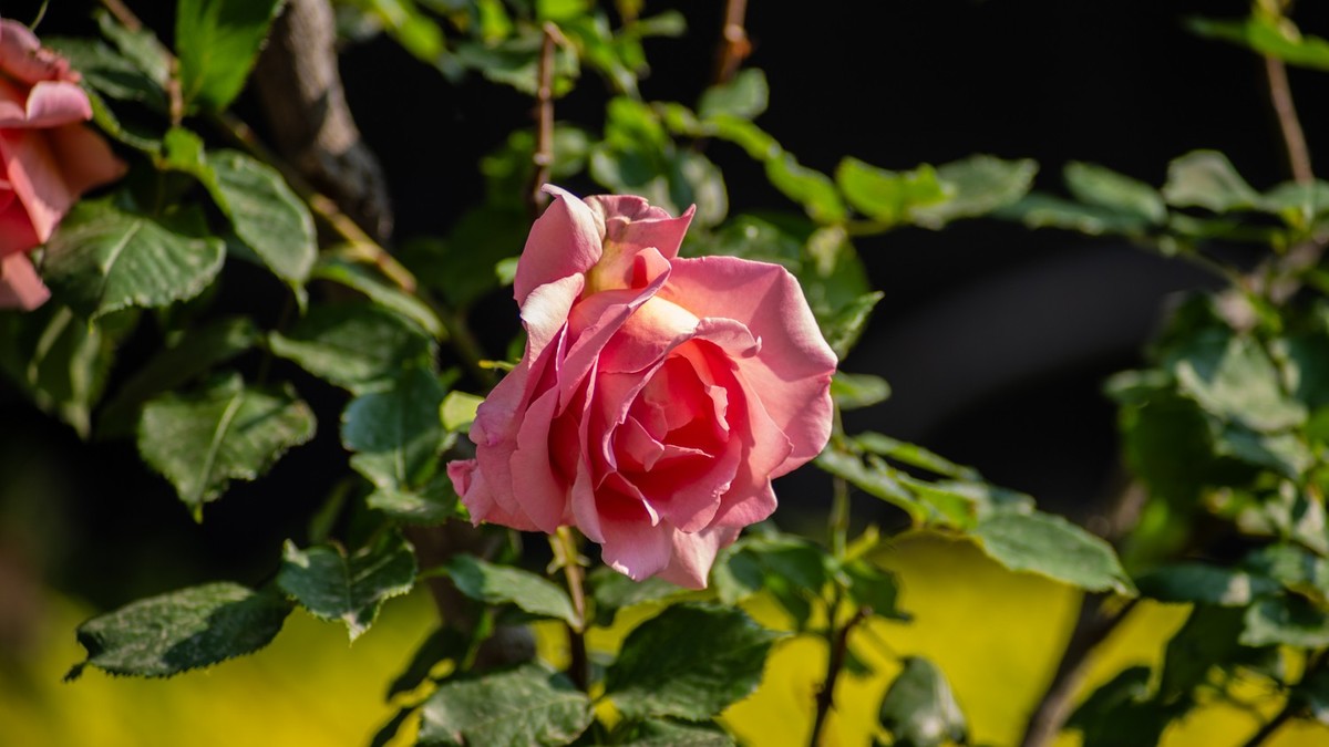 房 前 屋 后 的 花 （ 二 ）