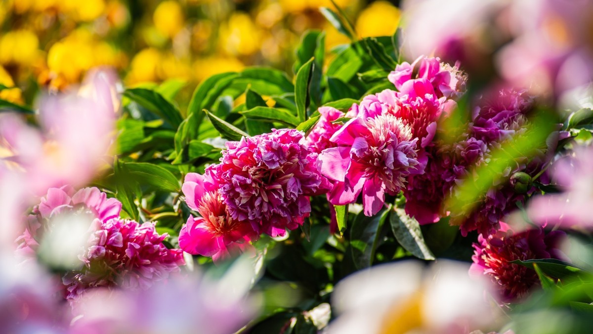 房 前 屋 后 的 花 （ 二 ）