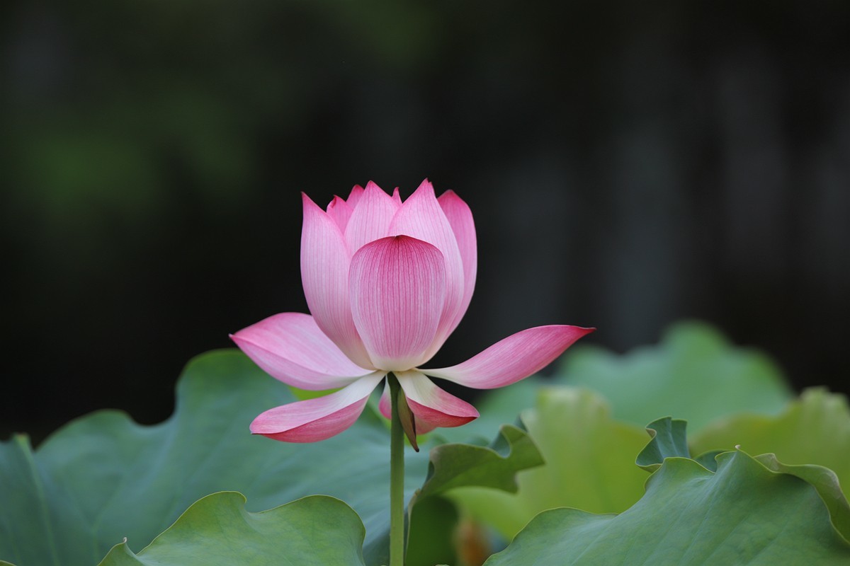 六月荷花