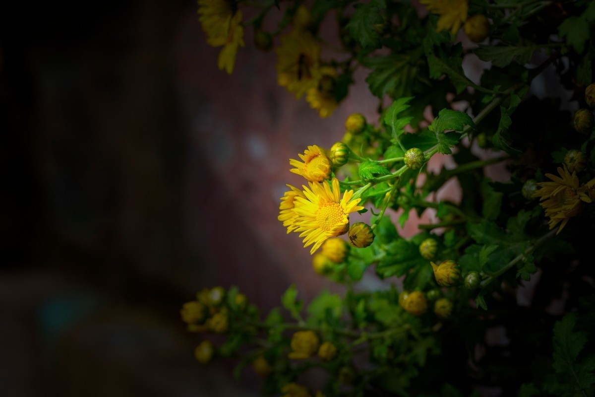 岳麓山拍菊花 2