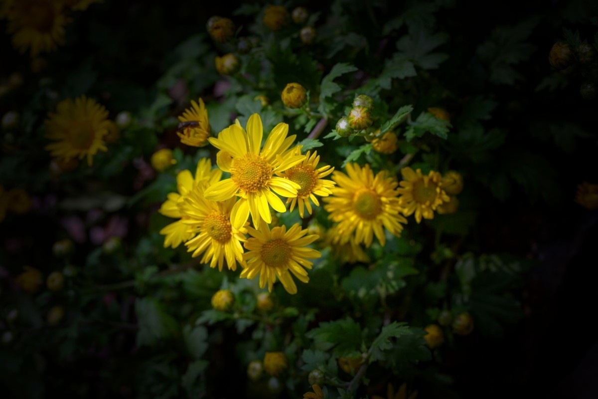 岳麓山拍菊花 2