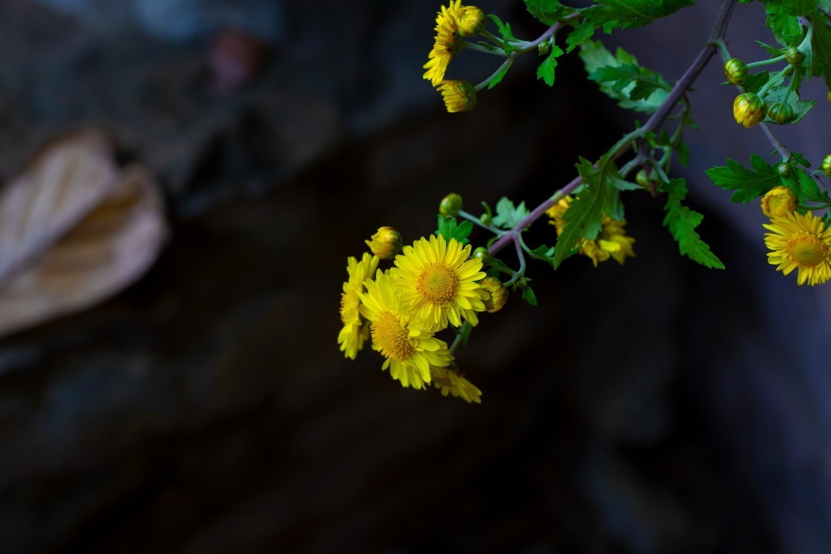 岳麓山拍菊花 2