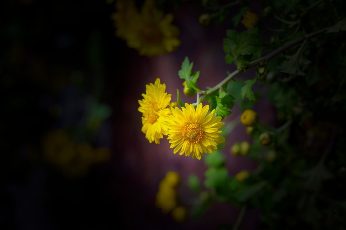 岳麓山拍菊花 2