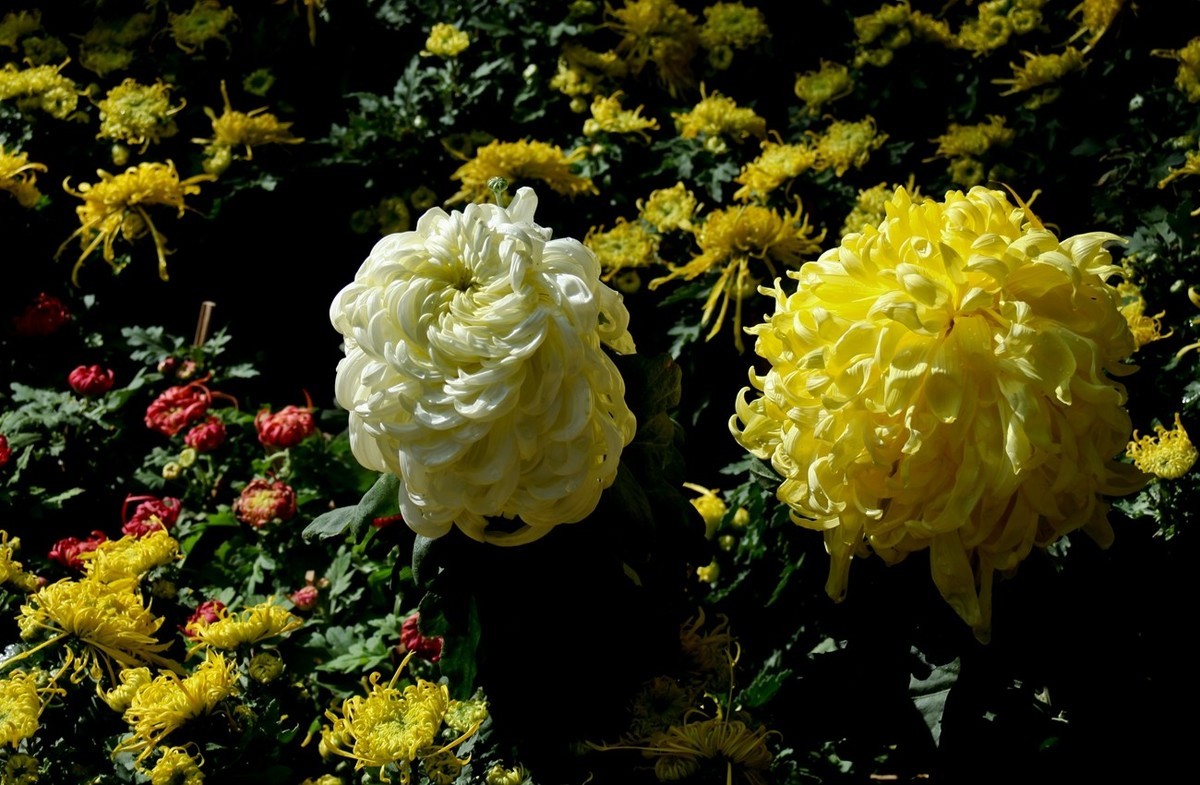 随拍——秋菊