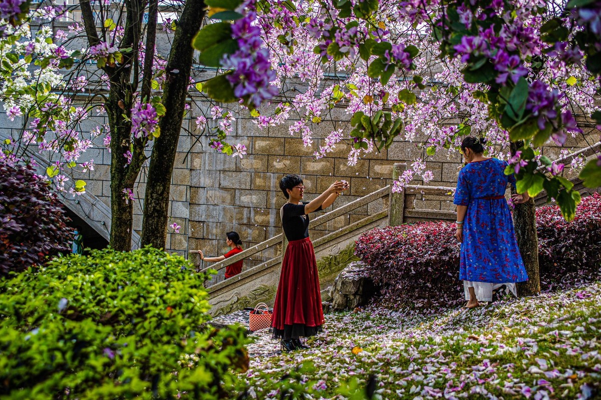 春天花开的时候  记实拍摄