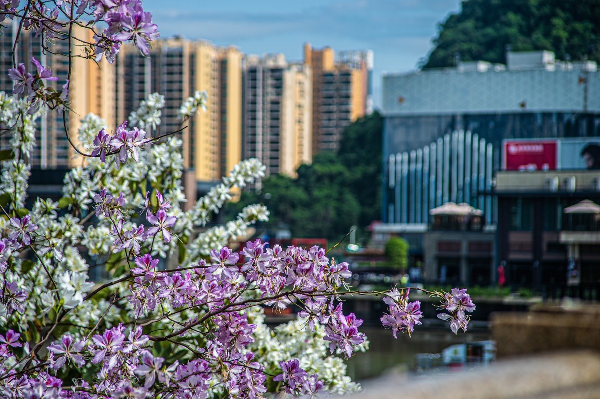 春天花开的时候  记实拍摄