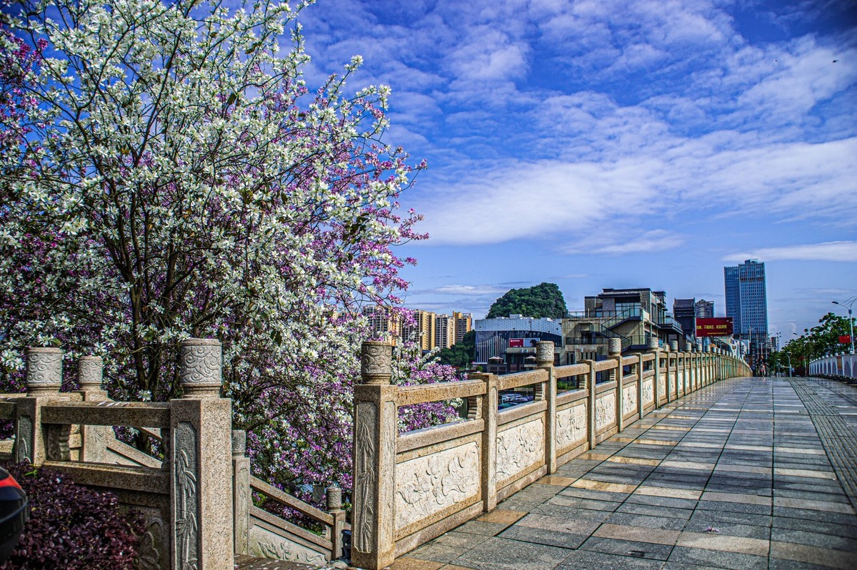 春天花开的时候  记实拍摄